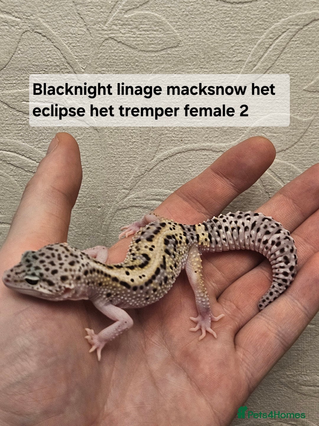 Leopard Gecko reptiles for sale: Leopard geckos babies various morphs  - Image 13