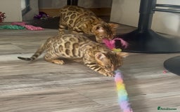 Bengal cats for sale: Stunning 5 Generations Pedigree kittens in London - Image 12
