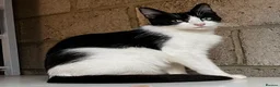 Mixed Breed cats for sale: 3 gorgeous little kittens, robust and full of fun in Devizes - Advert 2