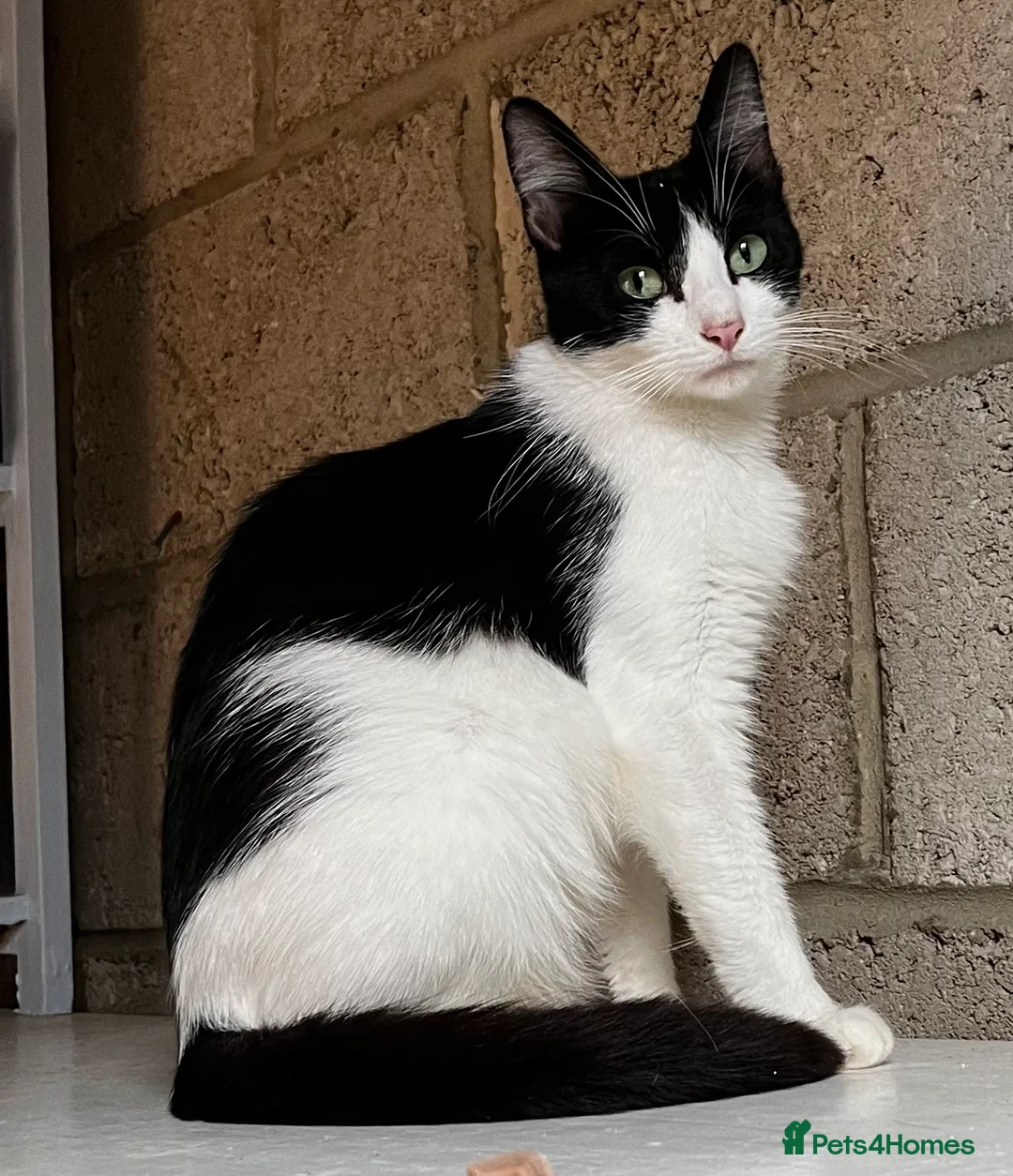 Mixed Breed cats for sale: 3 gorgeous little kittens, robust and full of fun in Devizes - Advert 2
