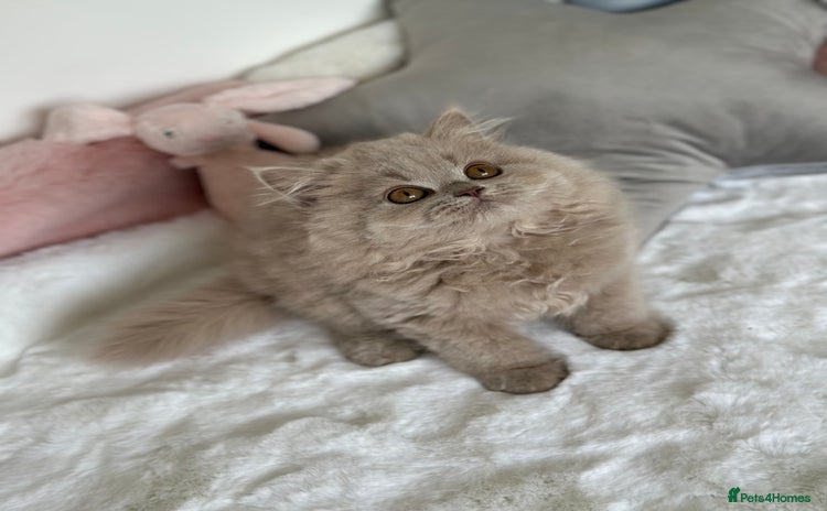British Longhair cats - Advert 1