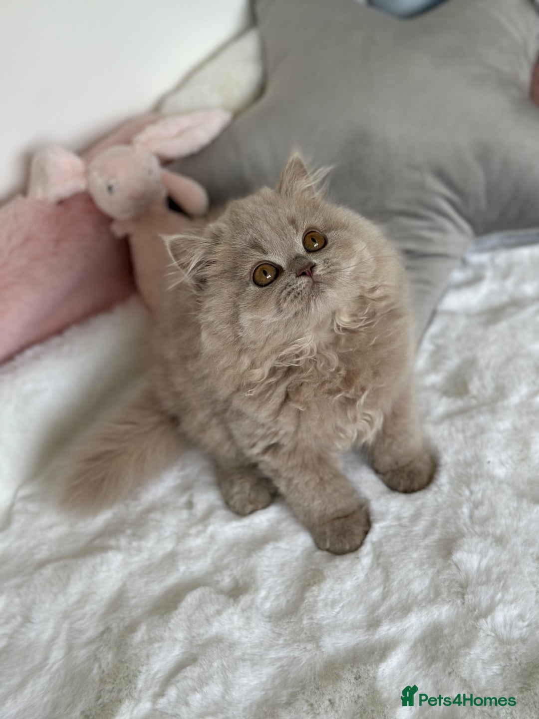 British Longhair cats for sale: Ready 🐻British Longhair chunky kittens💎🧸 - Image 1