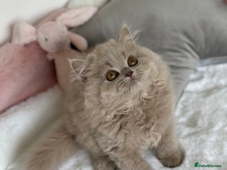 British Longhair cats - Advert 9