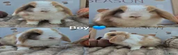 Mini Lop rabbits for sale: Mini lops - Advert 4