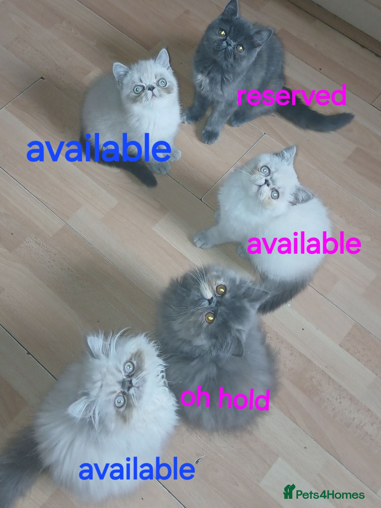 Exotic cats READY NOW GCCF PERSIAN EXOTIC BABIES - Advert 7