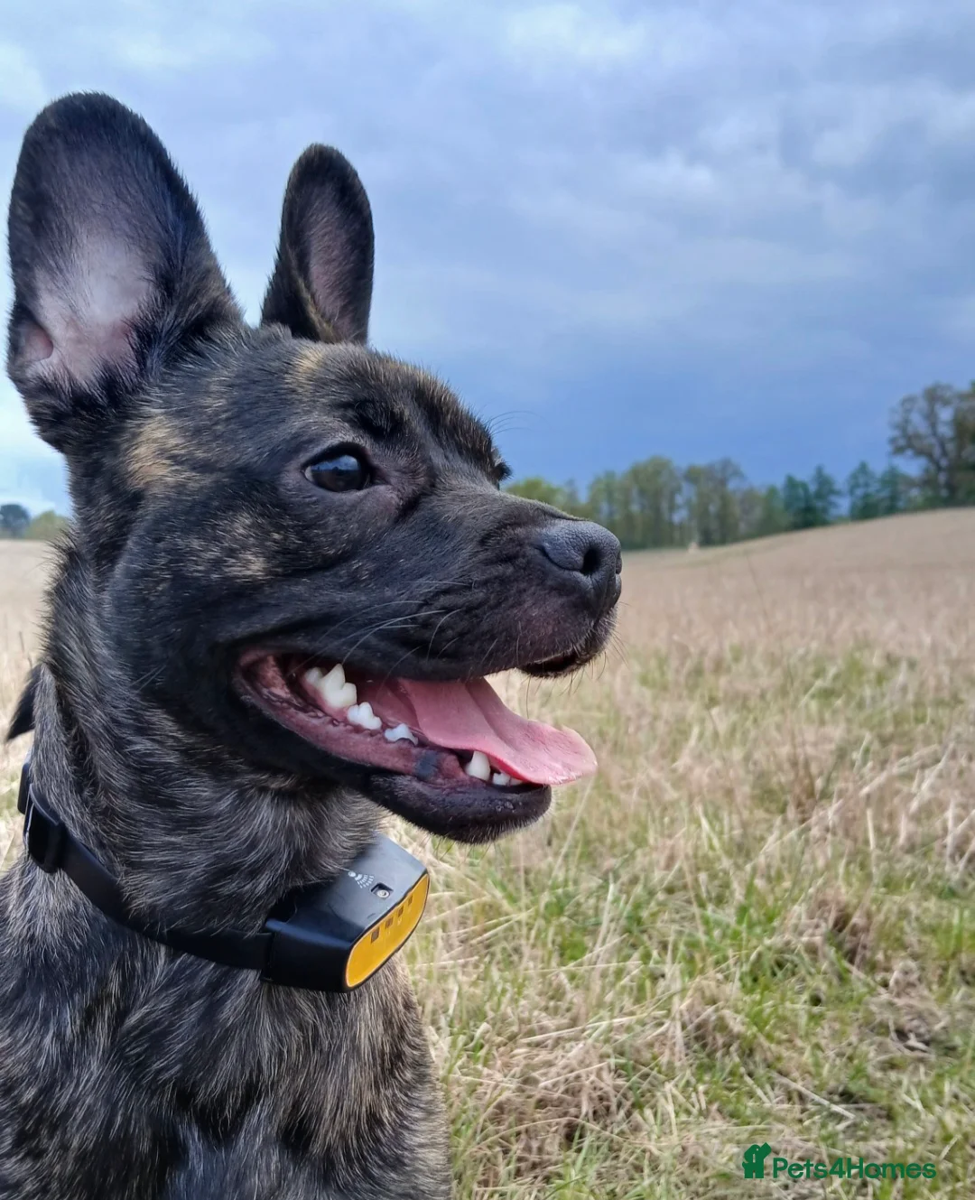 Mixed Breed dogs for sale: Kovu -cutie, energetic pup in need of forever home - Advert 2