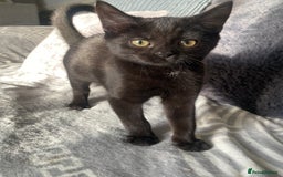Mixed Breed cats for sale: Beautiful twin kittens  - Image 3