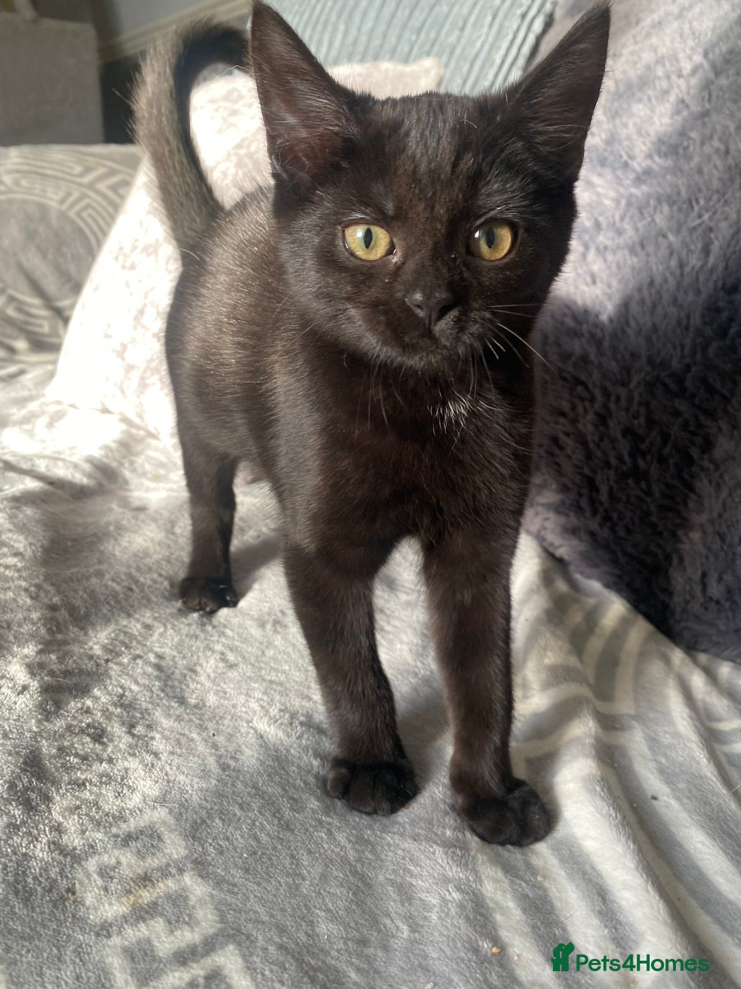 Mixed Breed cats for sale: Beautiful twin kittens  - Image 3