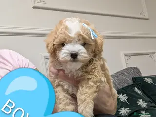 Maltipoo dogs 💫 LUXURY F1 MALTIPOO LAST BOY❗🩵 - Advert 2