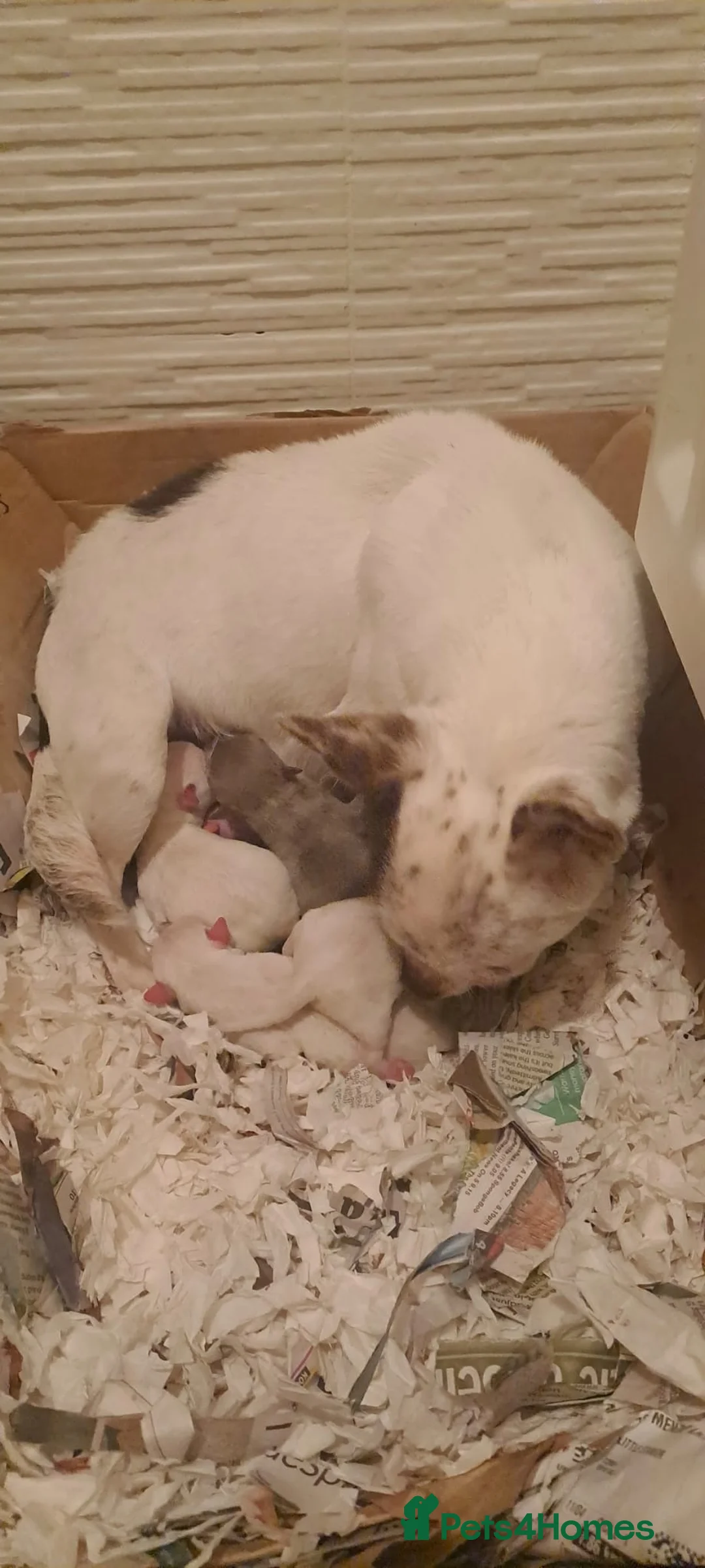 Chihuahua dogs for sale: 3 unique Blue eyed Chihuahua pups - Advert 1