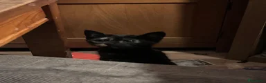 Domestic Shorthair 5