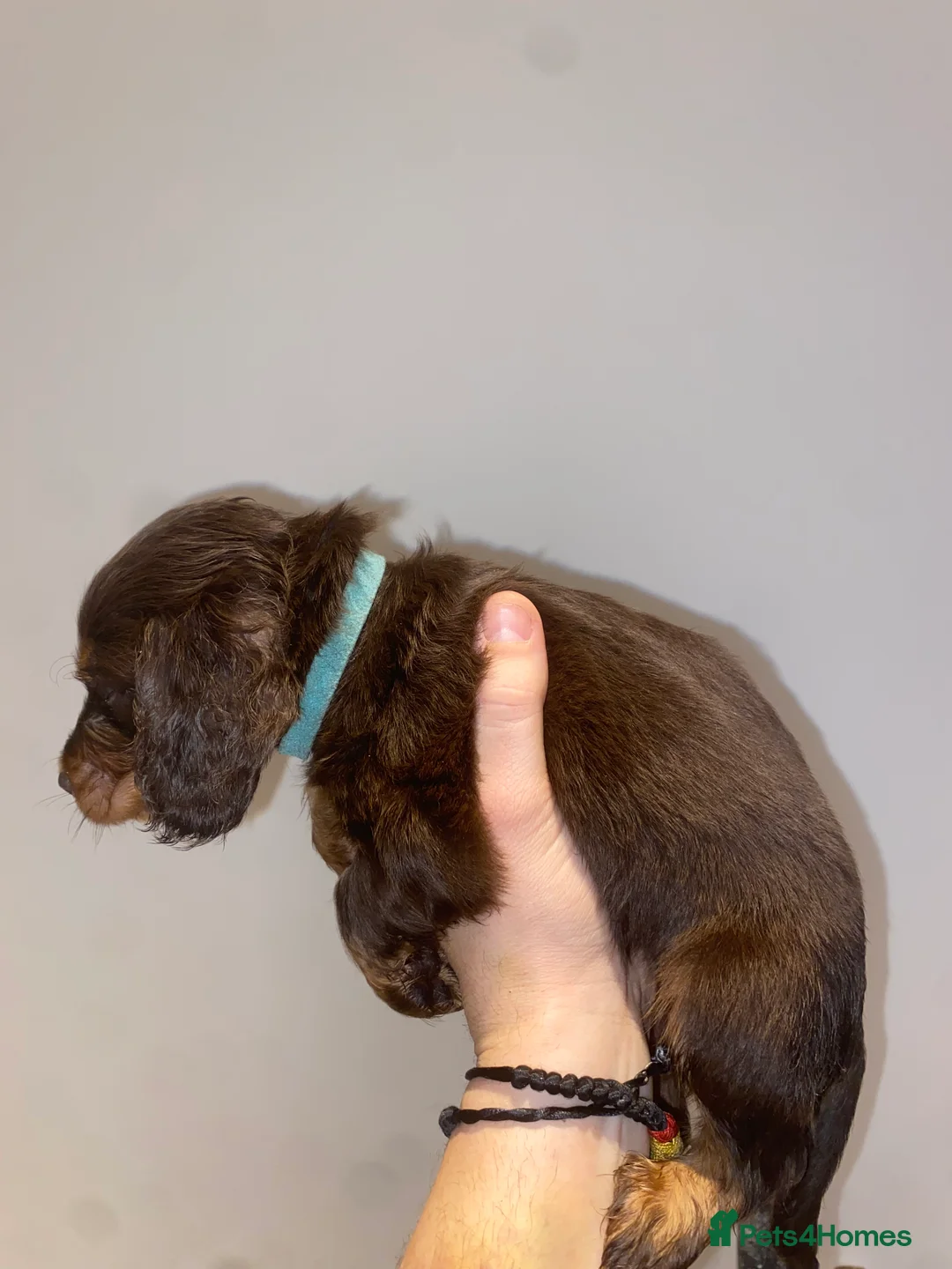 Miniature Dachshund dogs for sale: Long haired miniature dachshund puppies for sale  - Advert 4