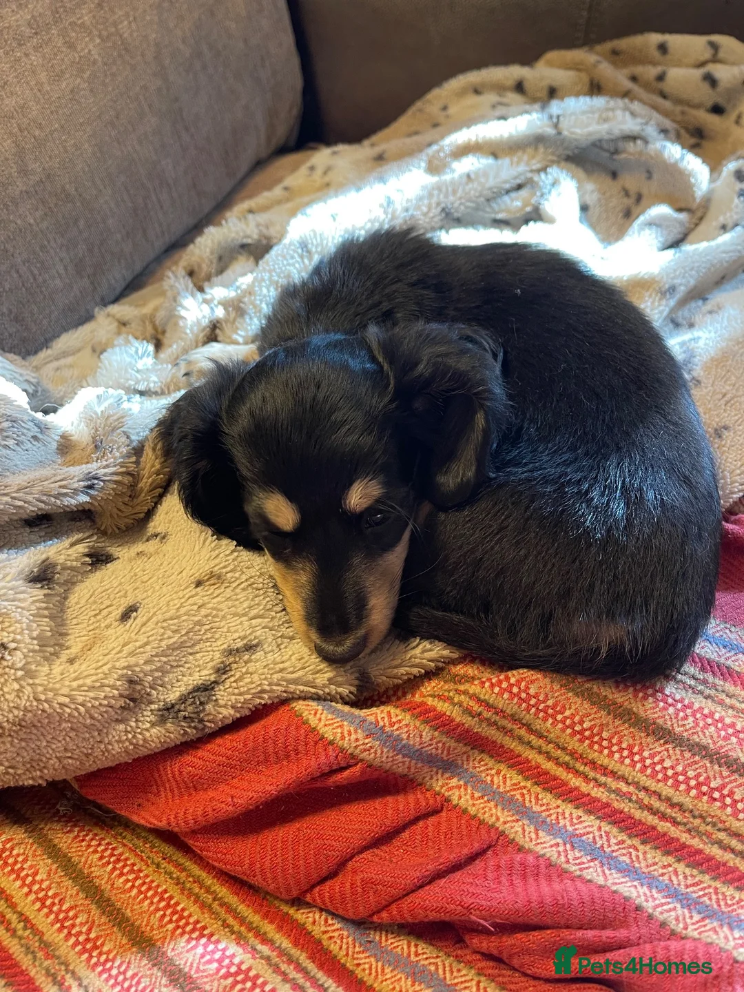 Miniature Dachshund dogs for sale: Miniature dachshund long haired  in St. Neots - Advert 2