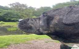 Cane Corso dogs for stud: 2 year old Corso for stud With options  - Image 2