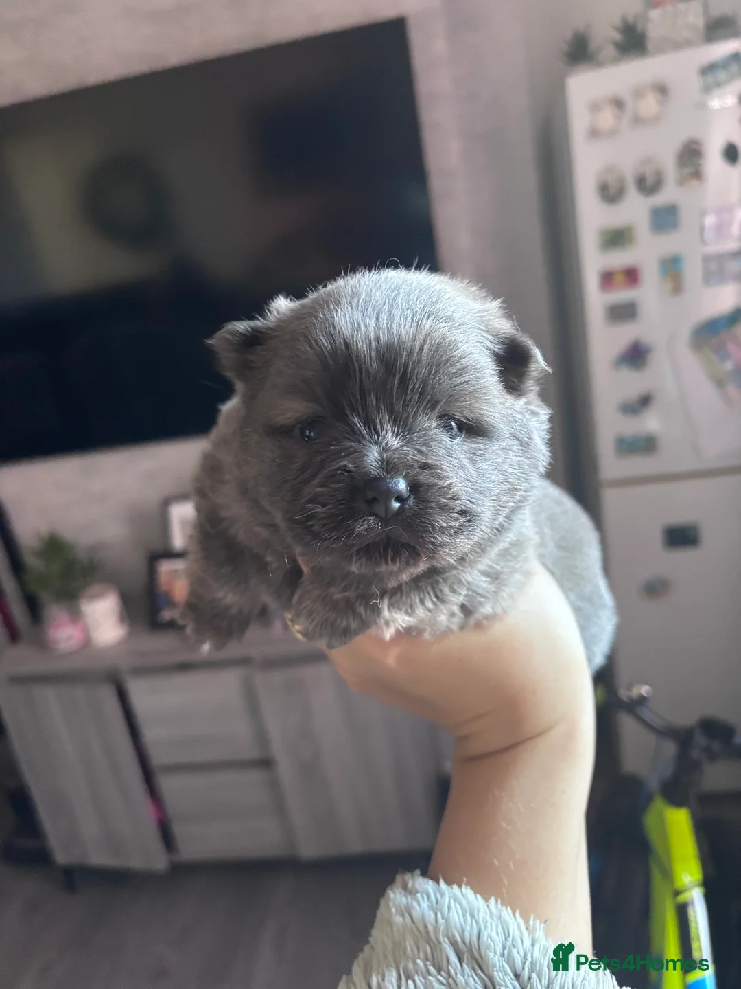 Mixed Breed dogs for sale: Chowpom puppies - Advert 22