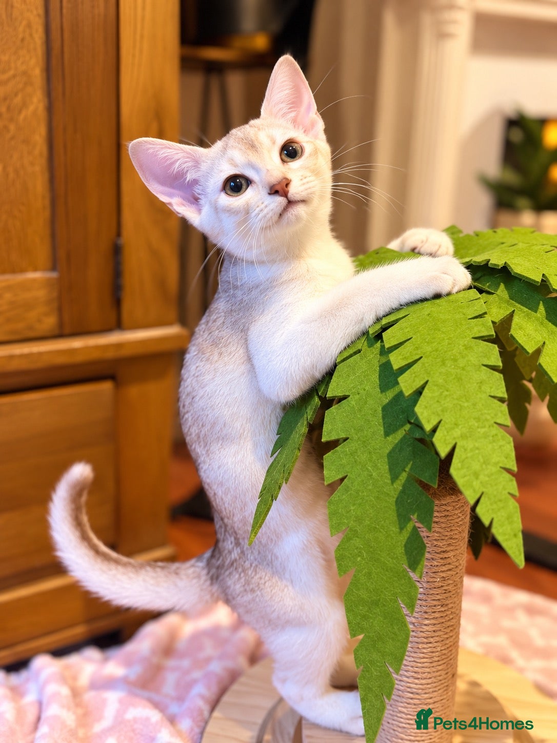 Abyssinian cats for sale: ✨ EXCEPTIONAL CHAMPION LINES – SILVER ABYSSINIAN ✨ - Advert 1