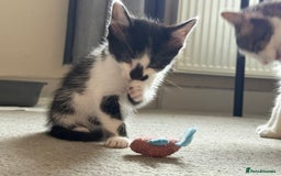 Mixed Breed cats for sale: Mixed siamese black and white male kitten - Image 5