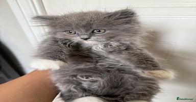 Ragdoll cats - Advert 3