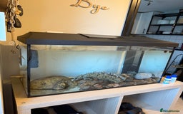 Axolotl reptiles for sale: Axolotl for sale  - Image 3