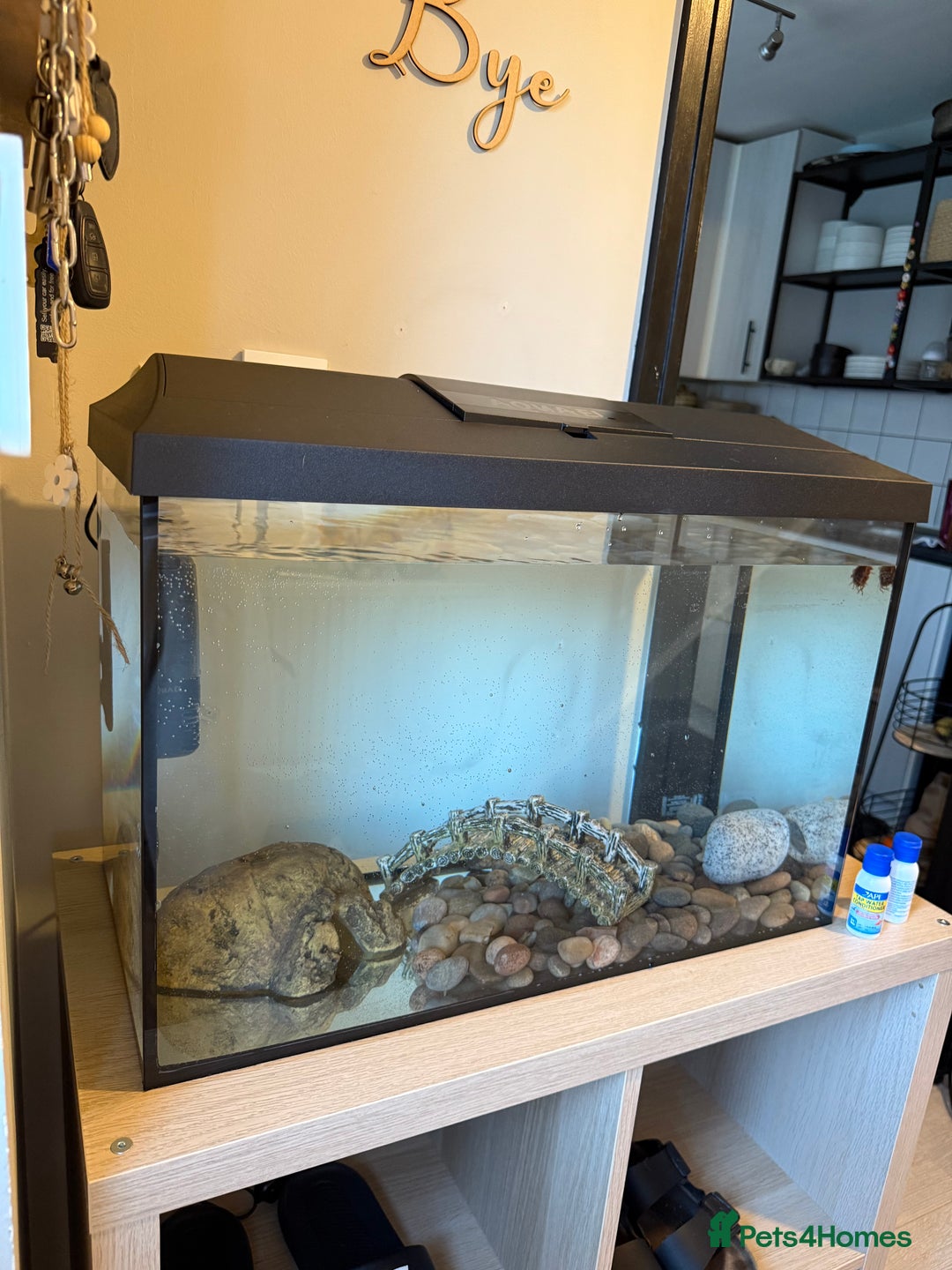 Axolotl reptiles for sale: Axolotl for sale  - Image 3