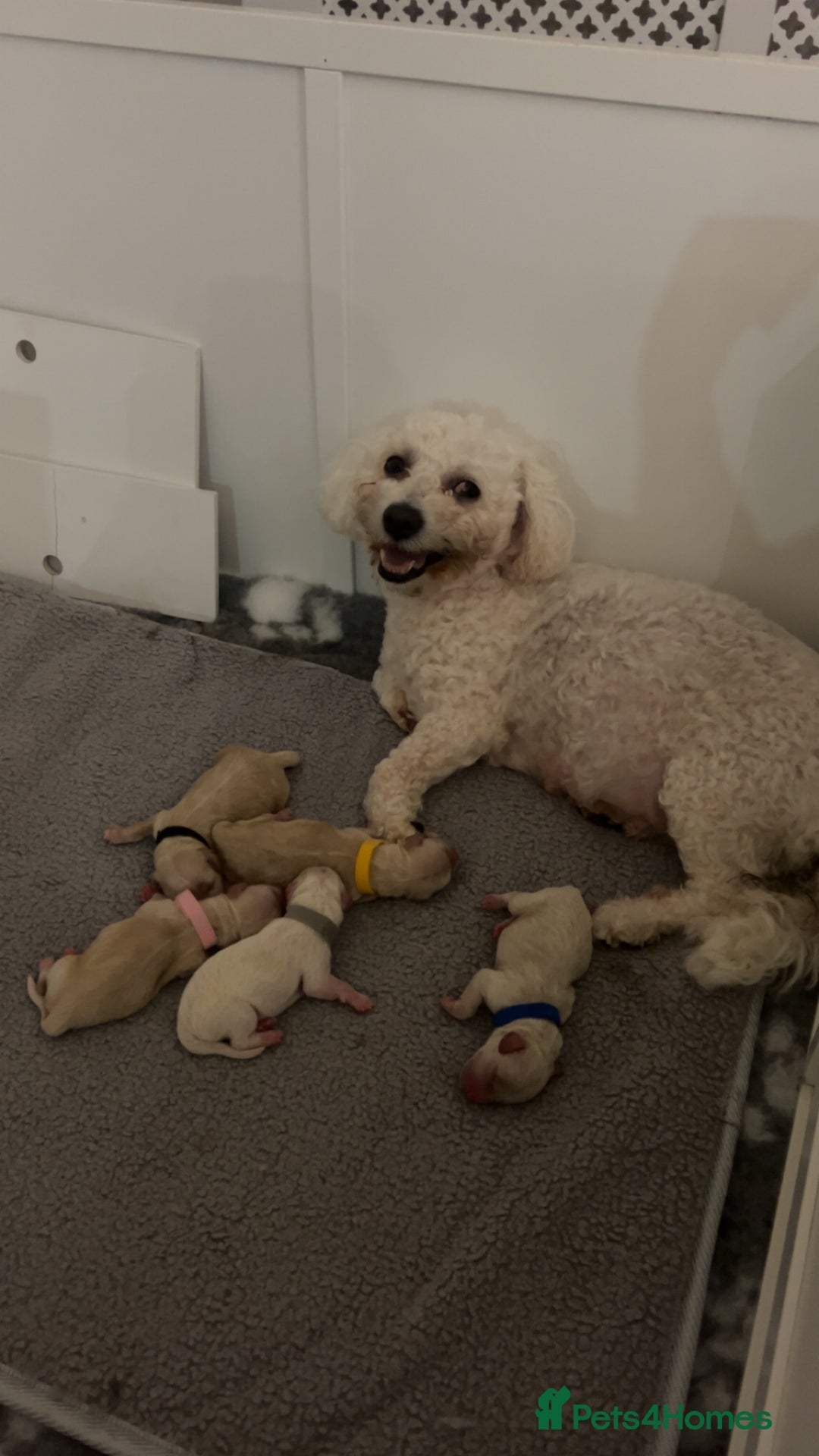Maltipoo dogs for sale: Maltipoo F2 puppies - Advert 1