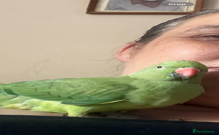 Ringnecks birds - Advert 11