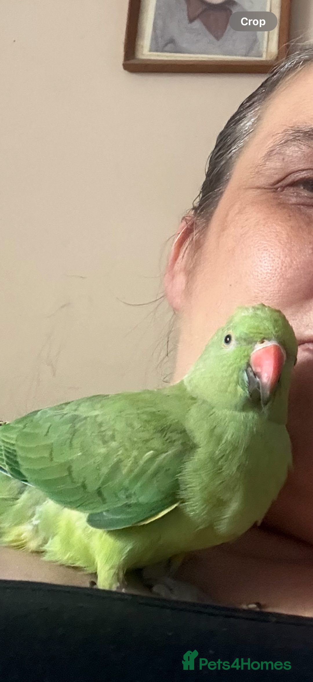 Ringnecks birds for sale: Handreared and Tame baby Indian ringneck - Image 1