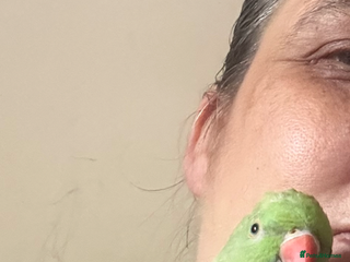 Ringnecks birds - Advert 12