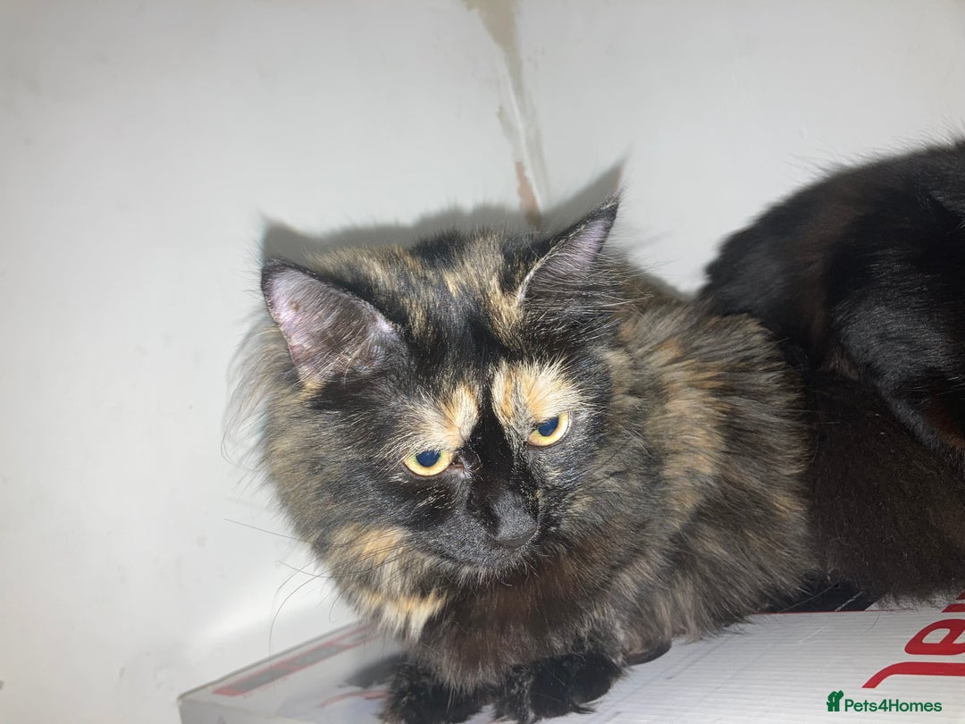 British Longhair cats for sale: British long hair + Turkish Angora - Image 1