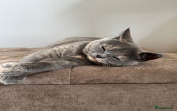 British Shorthair cats for sale: British Short Hair Kitten please read description - Image 6