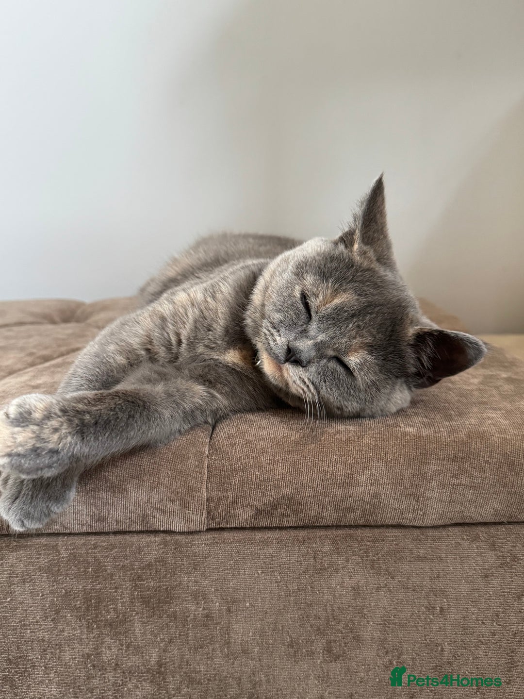 British Shorthair cats for sale: British Short Hair Kitten please read description - Image 6