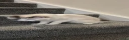 Ragdoll cats for sale: Beautiful Female Ragdoll Looking for a Loving Home - Advert 12
