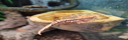 Gecko reptiles for sale: Lily white crested geckos - Advert 9