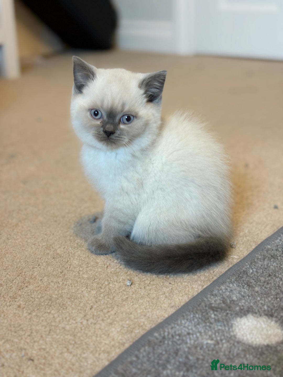 British Shorthair cats for sale: GCCF Registered British Shorthair Kittens - Advert 19