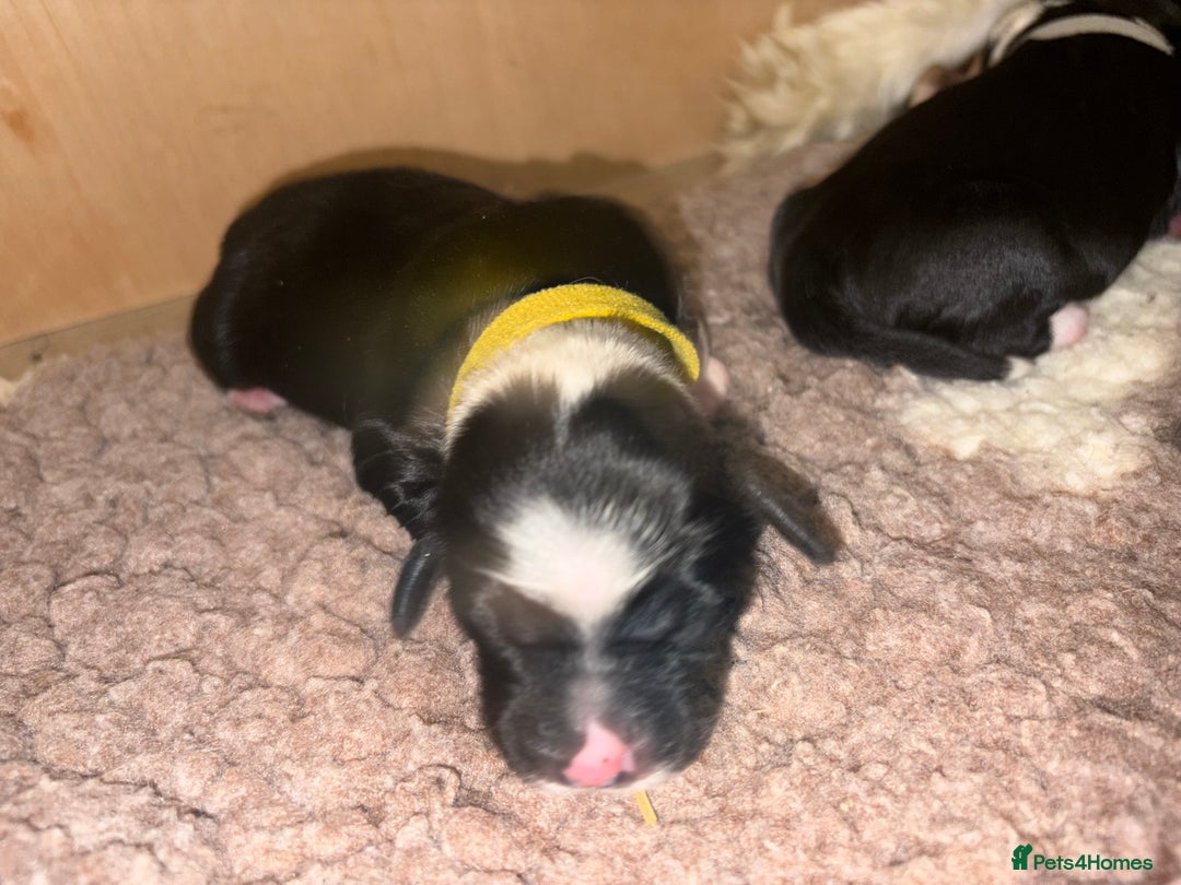 Tibetan Terrier dogs for sale: KC fully health tested exceptionally bred Tibetan  - Advert 32