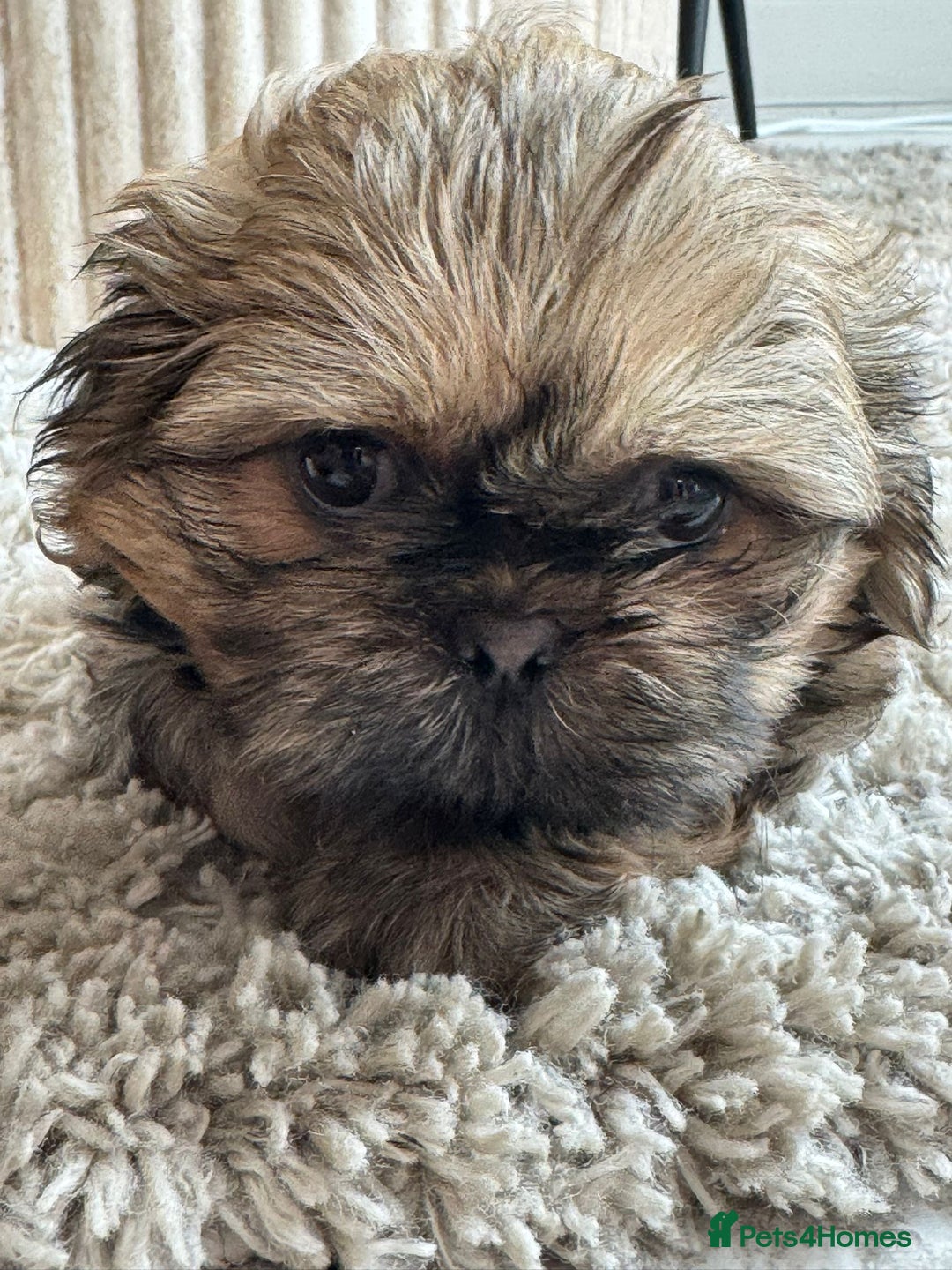 Shih Tzu dogs for sale: Shihtzu pups  - Image 7