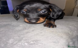 Mixed Breed dogs for sale: Doxiepoo puppies  - Image 11