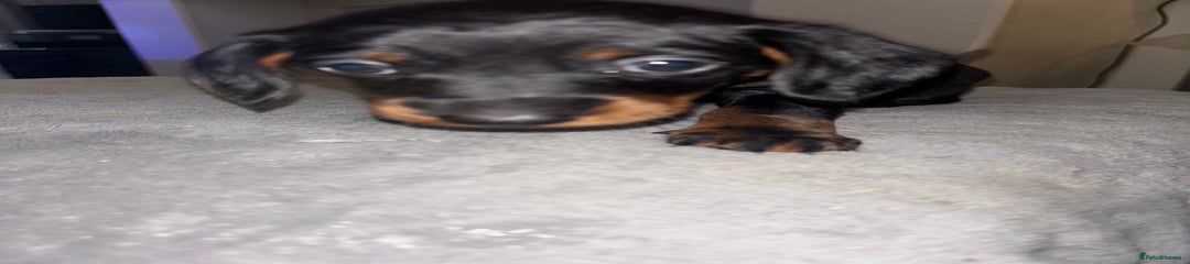 Mixed Breed Puppy 3