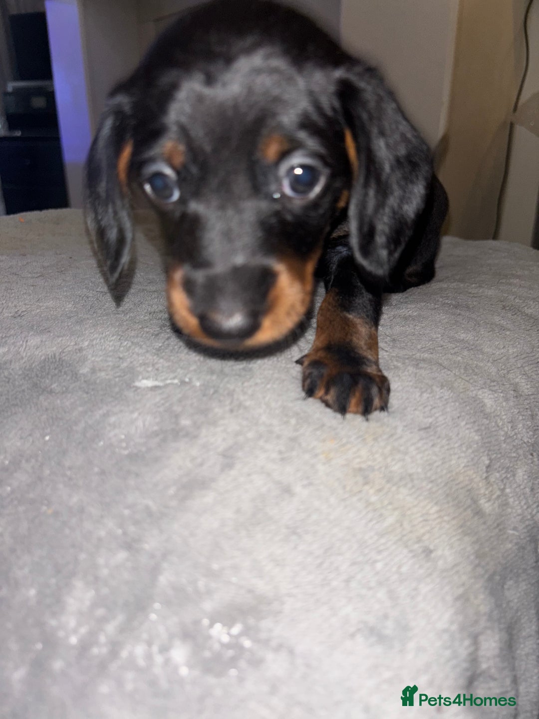 Mixed Breed dogs for sale: Doxiepoo puppies  - Image 11