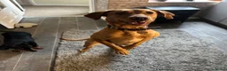 Labrador Retriever dogs for sale: New Home Needed ASAP in Barnard Castle - Advert 8