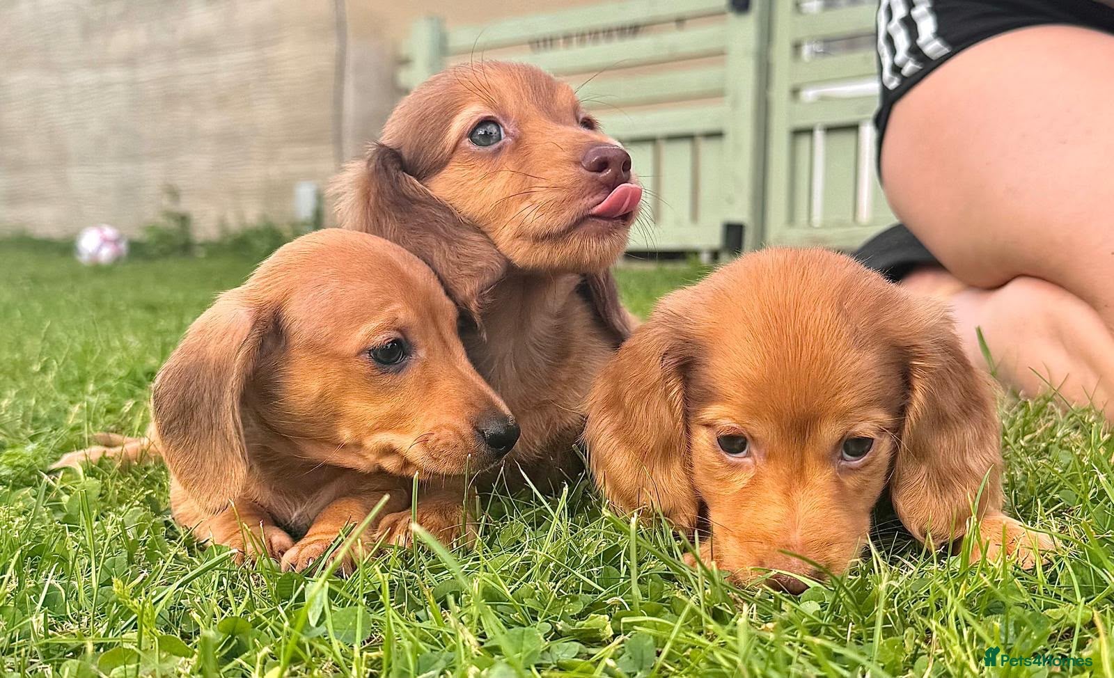 Miniature Dachshund dogs Red long hair miniature daschund puppies - Advert 2