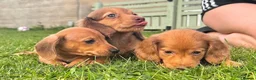 Miniature Dachshund dogs for sale: Red long hair miniature daschund puppies - Advert 2