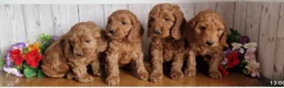Cavapoo dogs for sale: Ms penelope henshaw - Advert 19