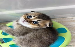 Scottish Fold cats for sale: The last Scottish Kitten ready for a loving home - Image 23