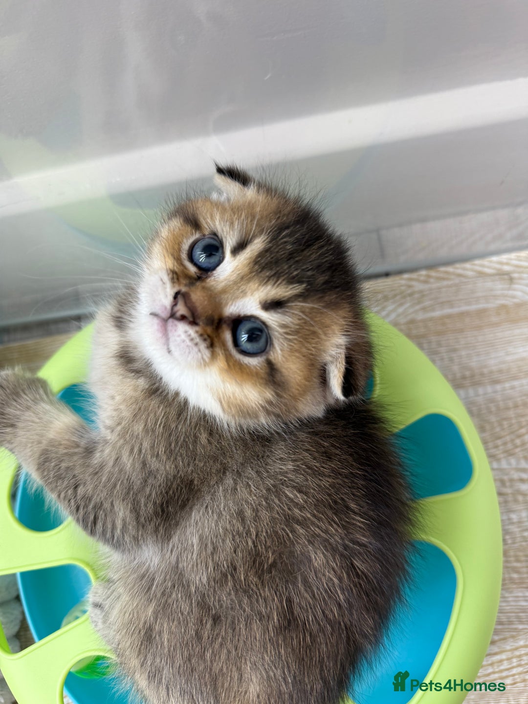 Scottish Fold cats for sale: The last Scottish Kitten ready for a loving home - Image 23