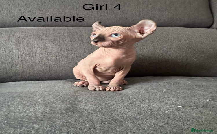 Sphynx cats - Advert 3