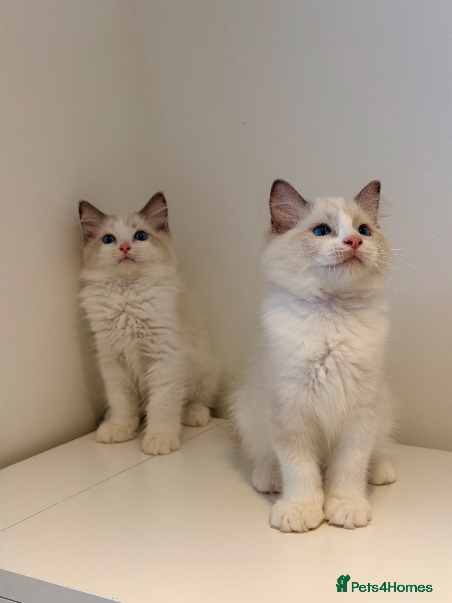 Ragdoll cats Beautiful blue eyes baby’s only boys left - Advert 15