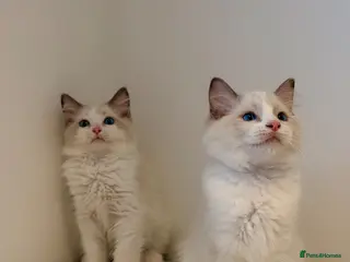 Ragdoll cats Beautiful blue eyes baby’s only boys left - Advert 15