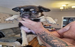 French Bulldog dogs for sale: Fluffy French bulldog pups for sale - Image 12