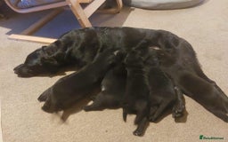 Mixed Breed dogs for sale: Labrador Mix Breed - Image 4